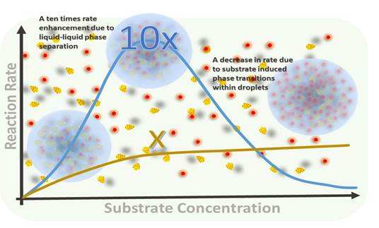 Catalytic Droplets